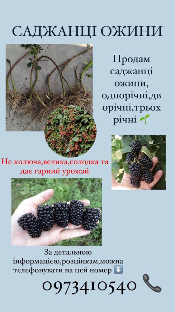 Продам саджанці ожини