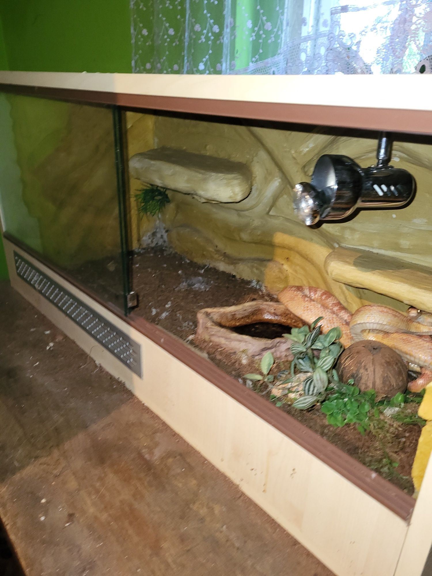 Terrarium z wężem zbożowym