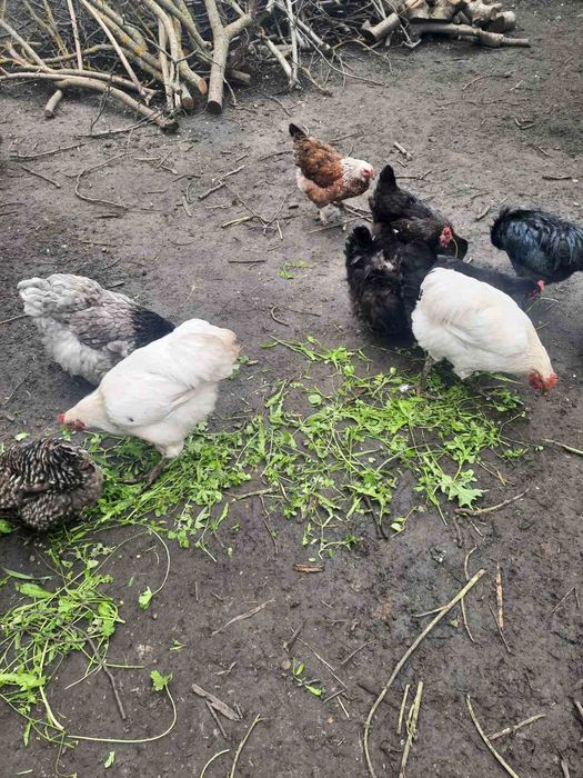 Продаю курчат яєчного напрямку! Є різного віку.Торг.опт.