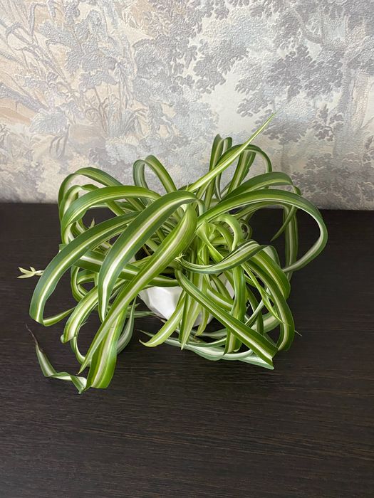 Продаётся  хлорофитум