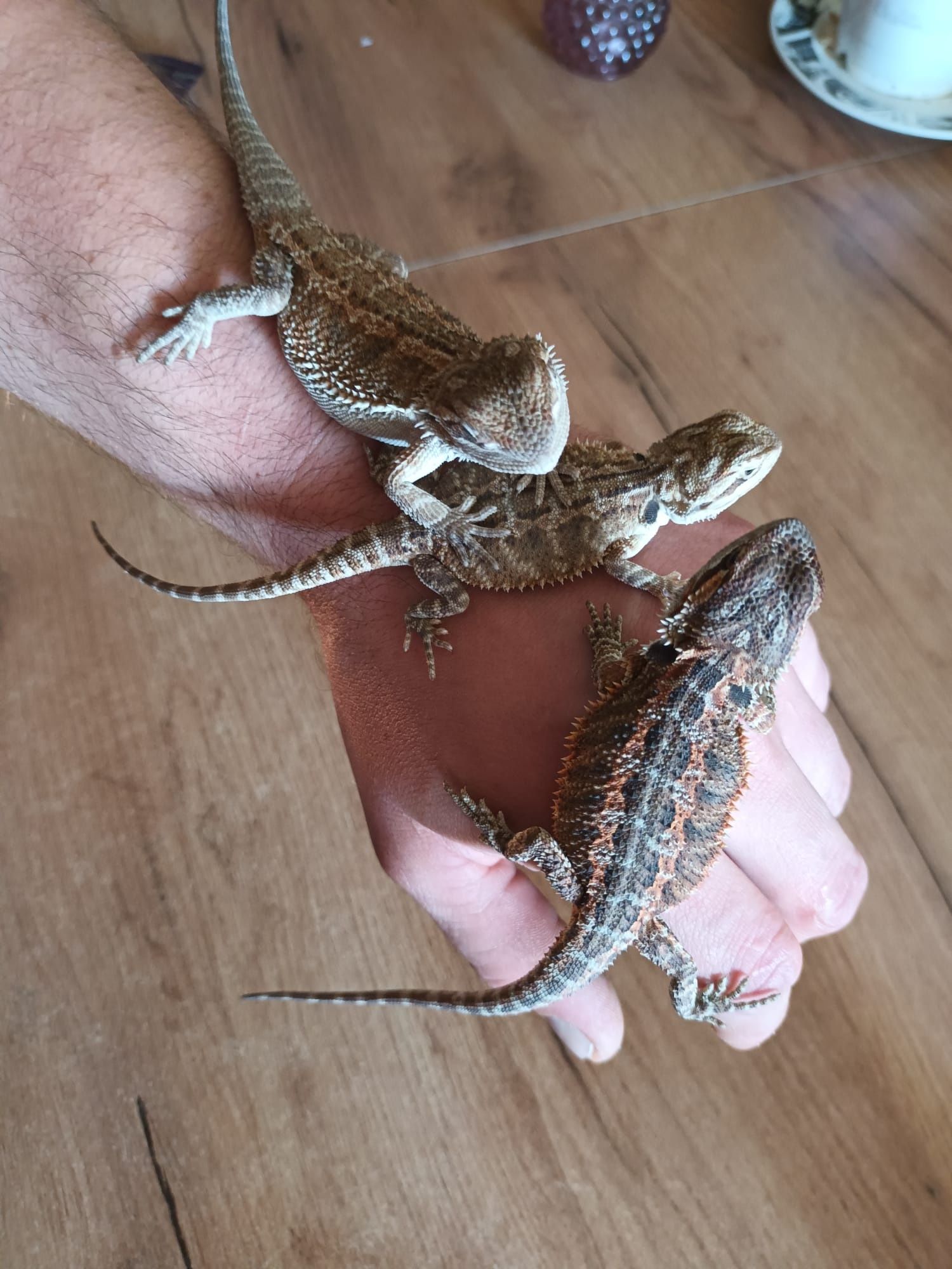 Agama brodata Hypo green genetic stripe