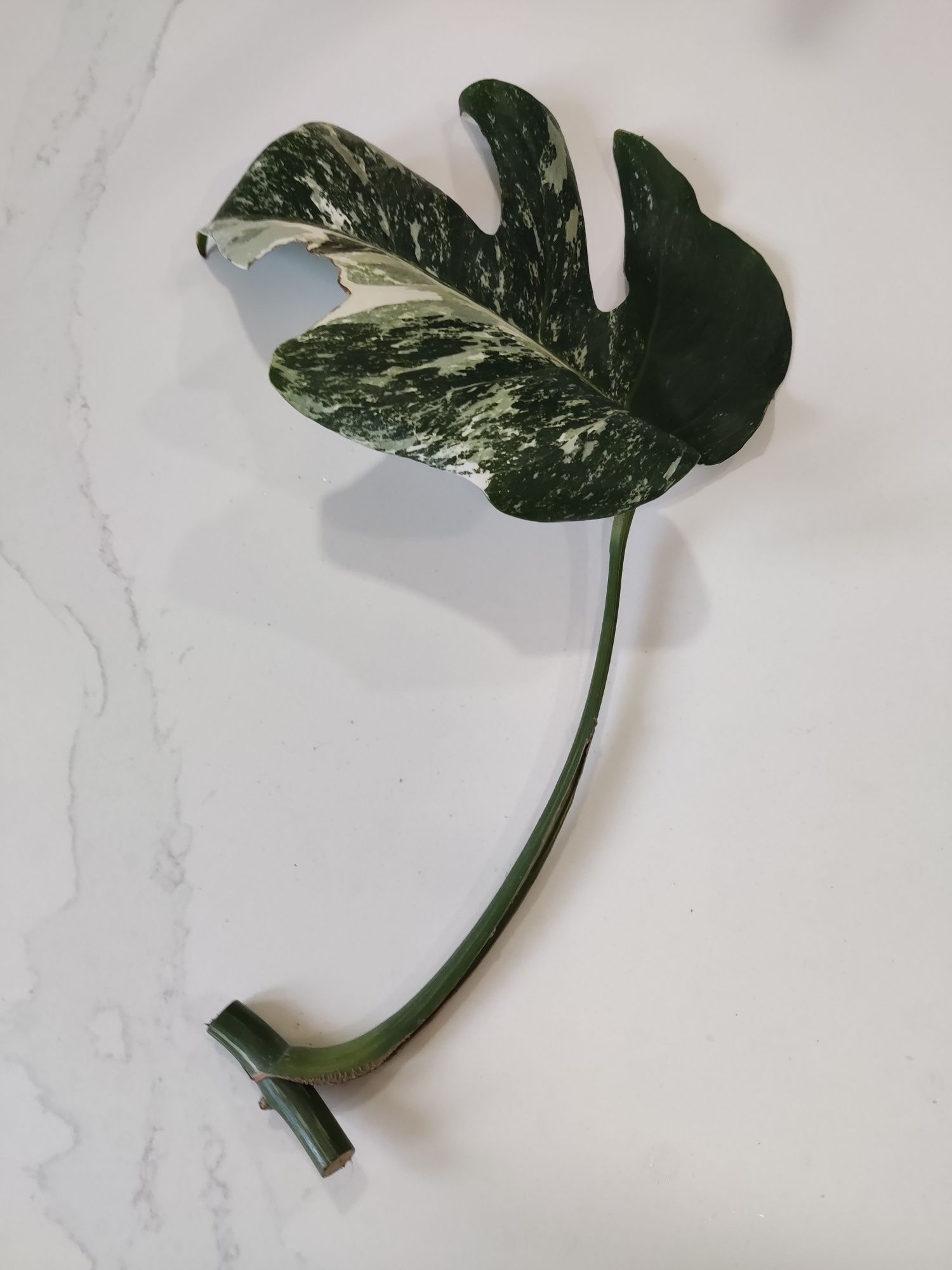 Monstera Variegata