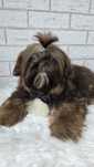 Shih Tzu samiec czekoladowy