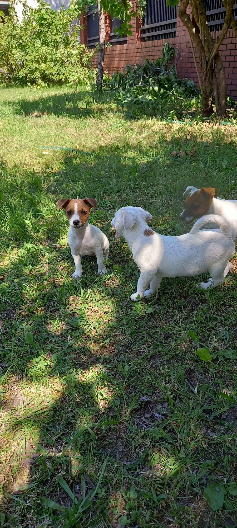 Jack Russell Terrier (SUCZKA)