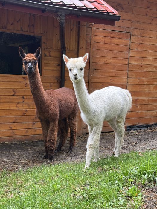 Alpaka premium samiec, samice, Alpagi