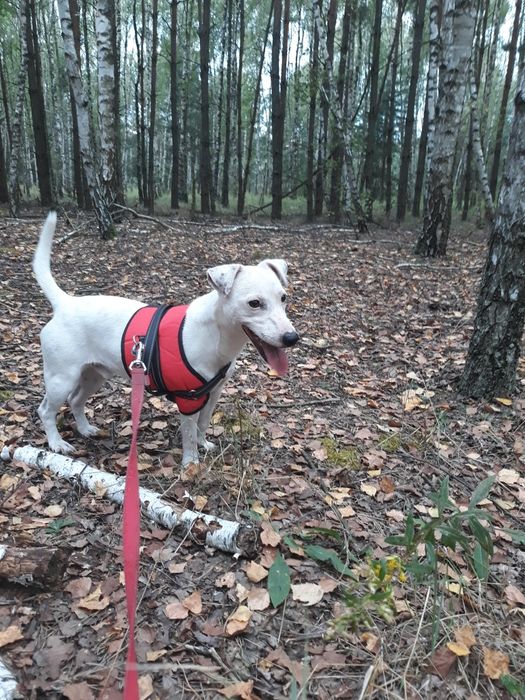 Sprzedam dorosłego psa rasy Jack Russell Terrier!