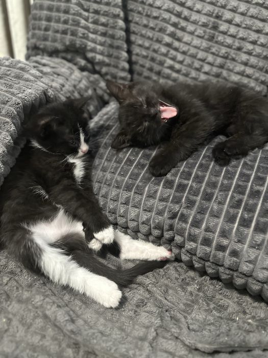 БЕЗКОШТОВНО Вінниця віддам котят в хороші руки