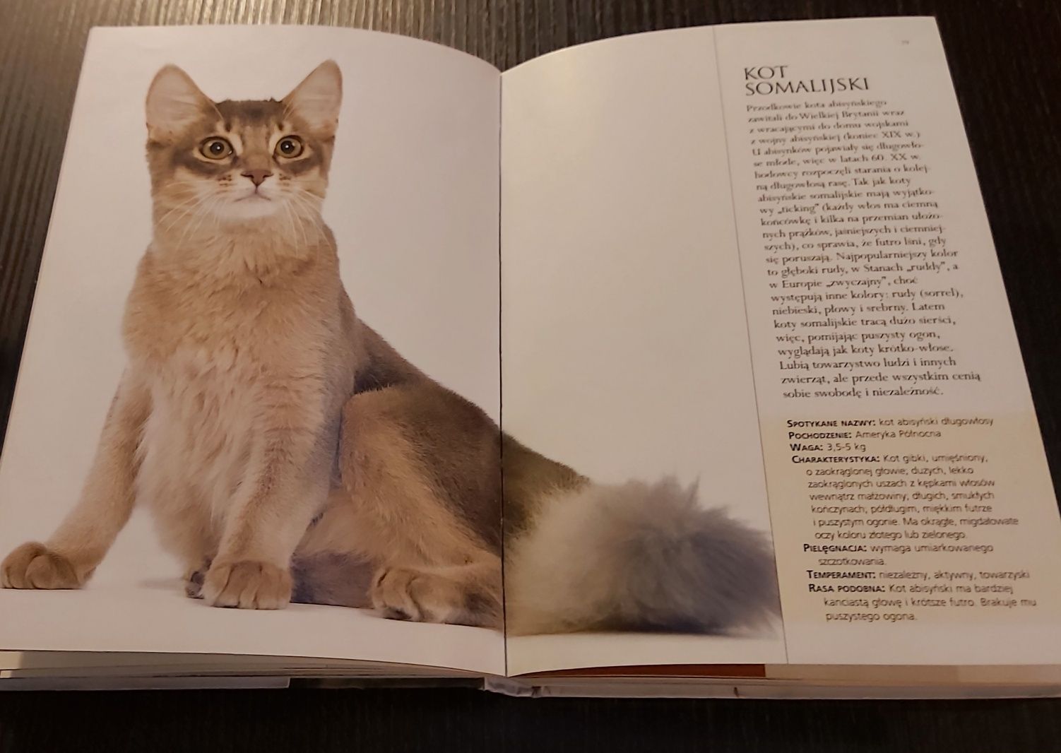 Książka "Koty kieszonkowy przewodnik"