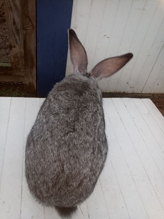 Olbrzym belgijski szynszylowy. Samica zakocona