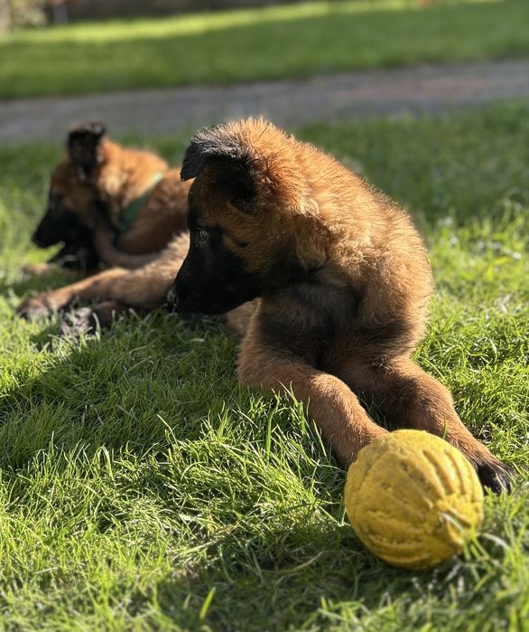 Owczarek Belgijski Malinois