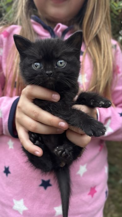 Кошенята в добрі руки