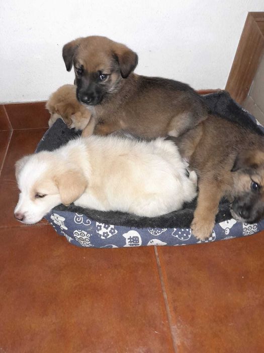 Adoção urgente - abandonados na rua