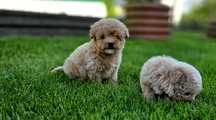 Bichpoo maltipoo  super puszty lok f1 piesek