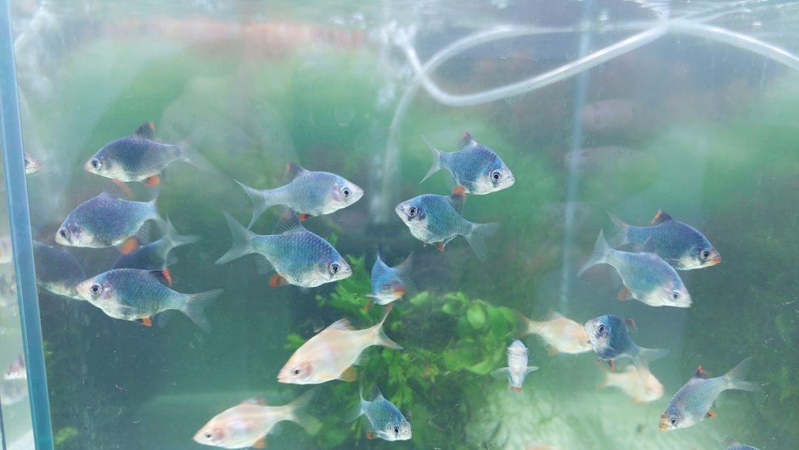 Brzanka mszysta zielona (Puntius Tetrazona) WYSYŁKA AKWAWIN
