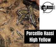 Isopody Porcellio Haasi High Yellow