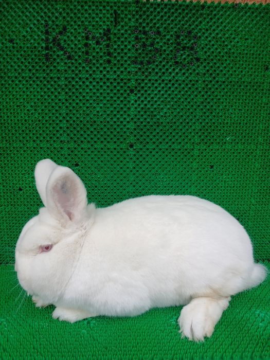 Nowozelandzki Biały