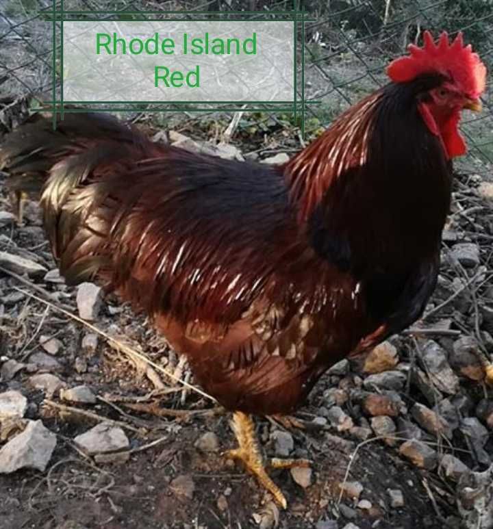 Pintos 6€ - Ovos: 1,30€. Jersey Gigante, Rhode Island Red, Malines