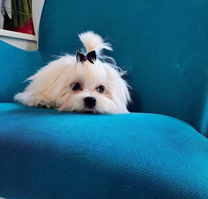 Maltanczyk po koreanczyku