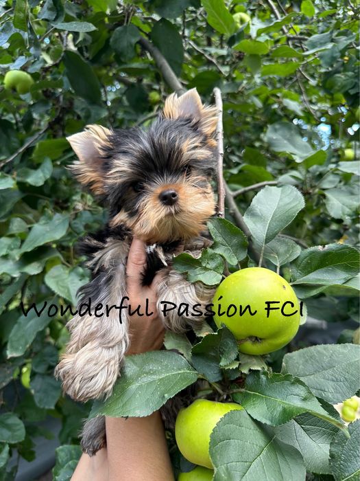 York Yorkshire Terrier FCI ZKwP