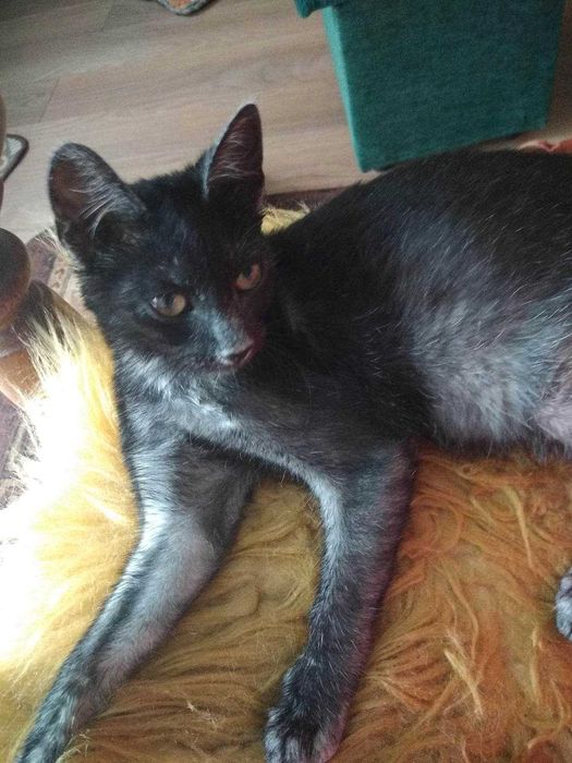 Cudny srebrny Dyzio szuka domu