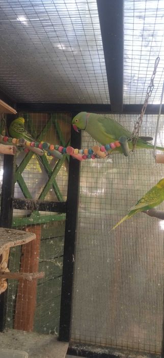 Aleksandretta obrożna  samiec