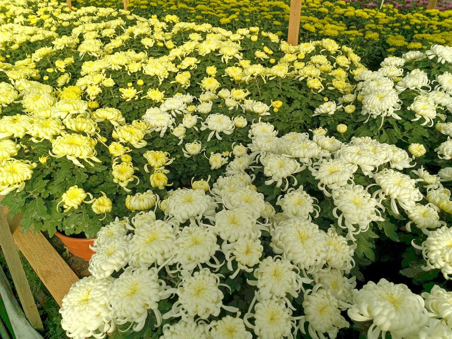Chryzantemy sprzedaż hurtowa i detaliczna