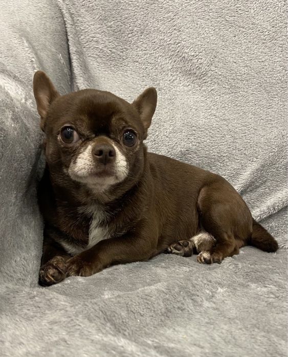 В‘язка чихуахуа