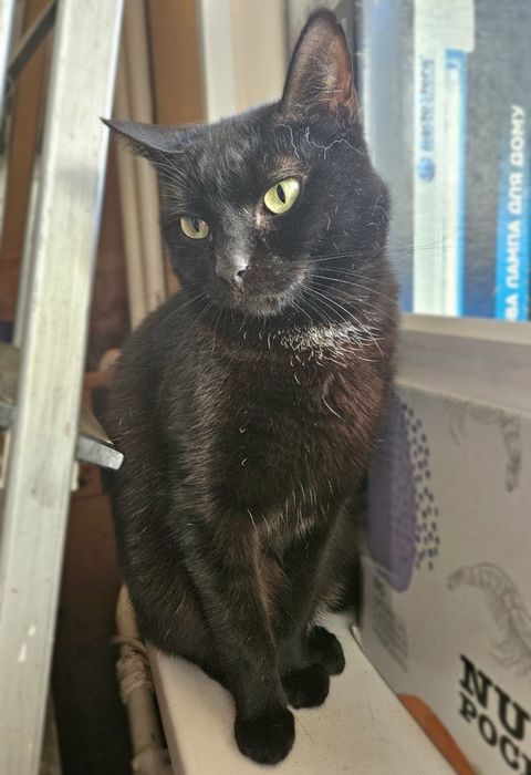 Кошечка Чурочка  бесплатно