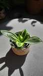 Sansevieria golden hahnii
