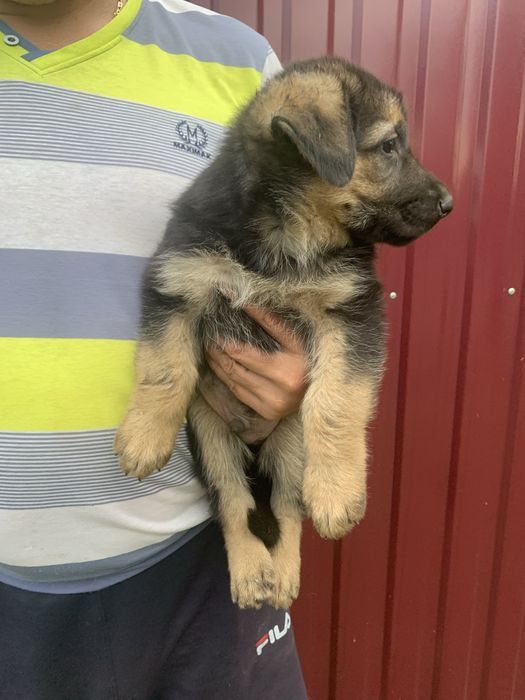 Продам цуценят Німецької вівчарки