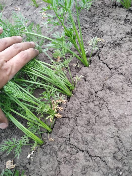 Сівалка овочева/сівалка точного висіву вакуумна/ від 23 к.с/VPS-4PRO