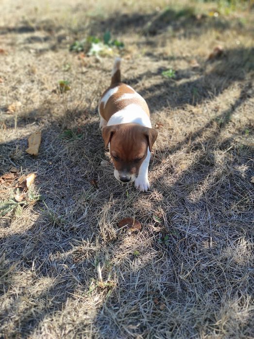 Джек рассел тер'єр хлопчик