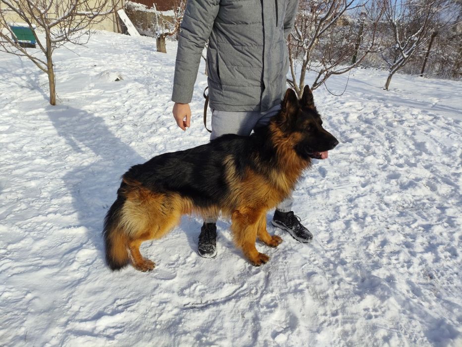 В'язка Німецька вівчарка