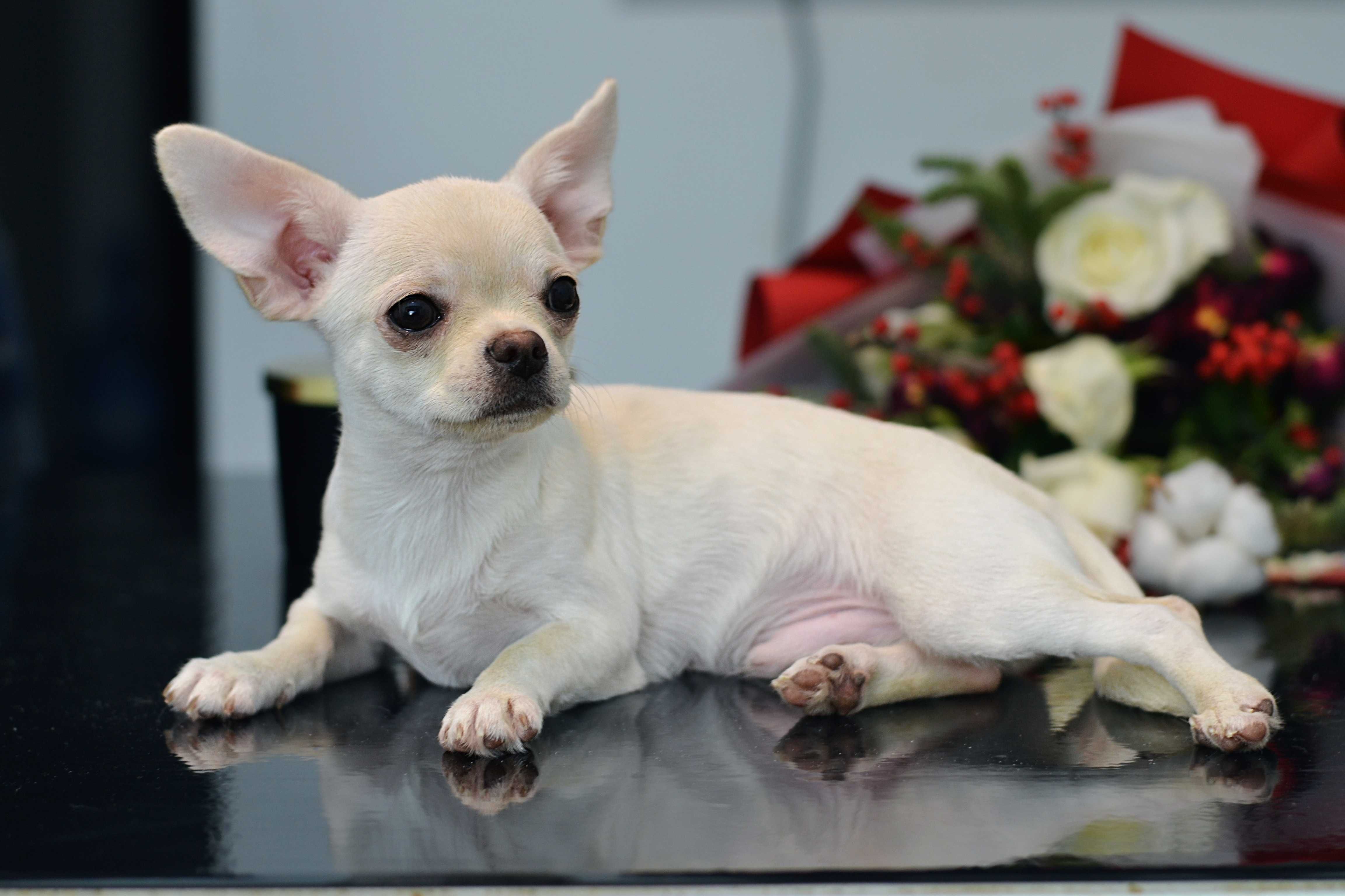 chłopiec chihuahua