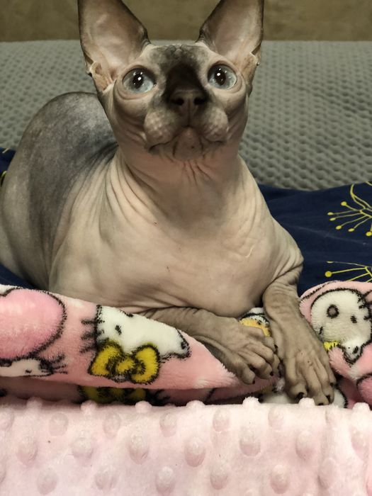 Кошка шоколадный поинт