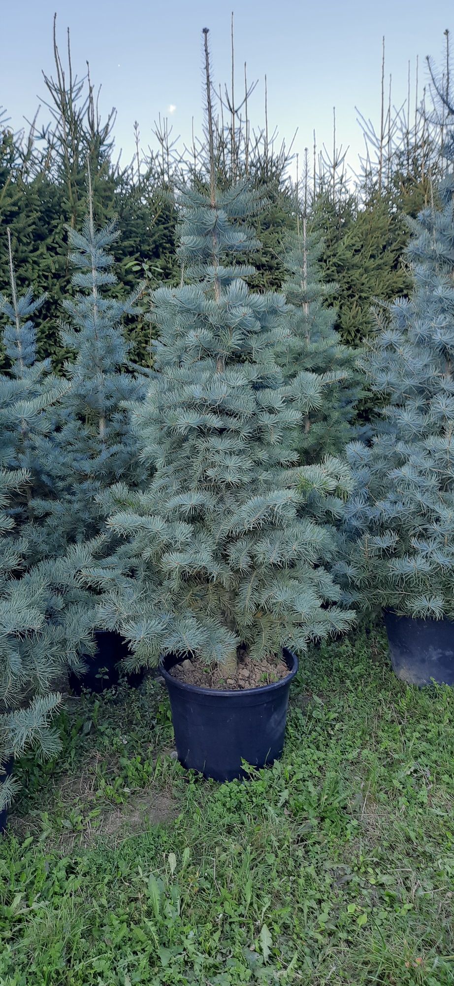Jodła Kalifornijska od 130cm do 300cm w donicy, kopane z gruntu,