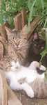 Gatos com 6 meses