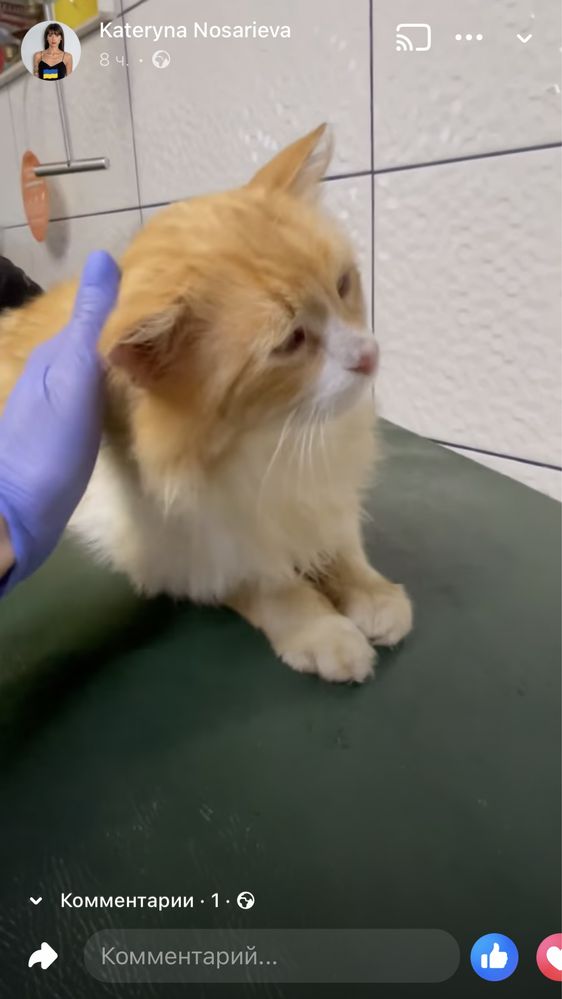 Руденький котик шукає дім