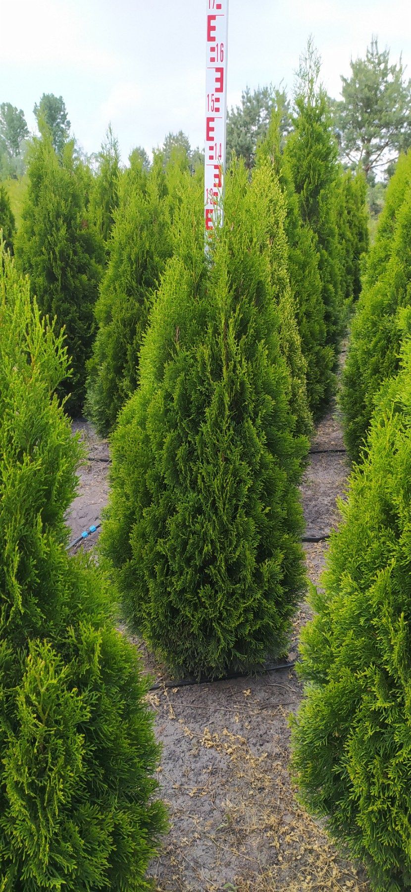 Туя Смарагд Брабант Даніка купаються і в мішковину