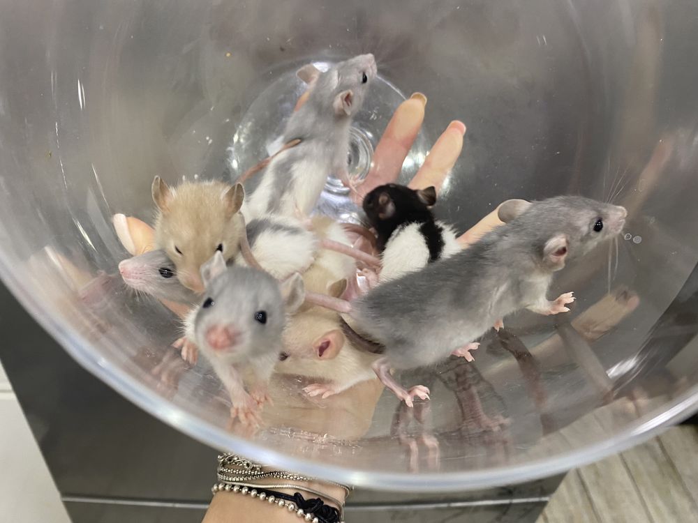 Декоративные крысята с ушками дамбо и нормали, крыса