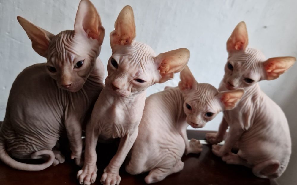 Канадський сфінкс