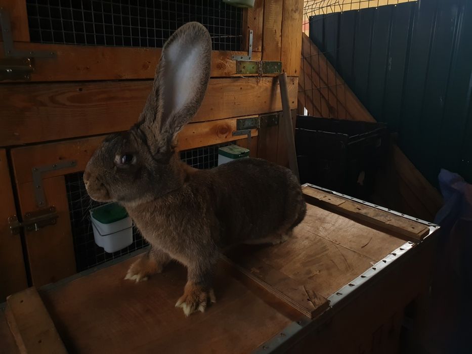 Samiczka Olbrzym Belgijski 6mcy po rodzicach z rodowodem
