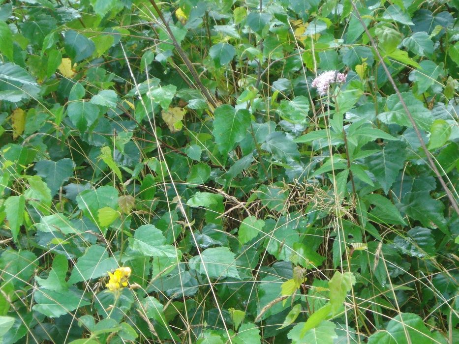 Sadzonki  jodeł - daglezji w doniczkach wys -50 - 70 cm i większe