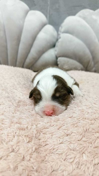 Owczarek Australijski – PIESEK – RED TRI – długi ogonek.