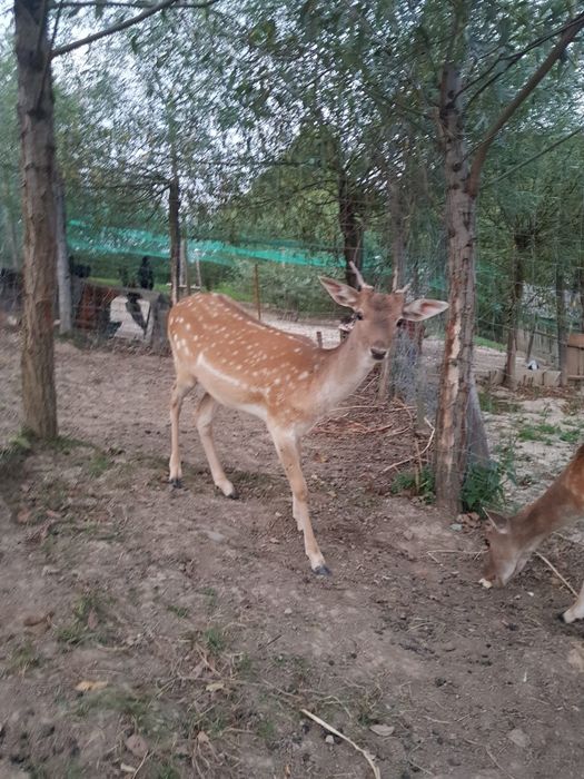 Sprzedam rocznego byka daniela – zdrowy, ładny osobnik