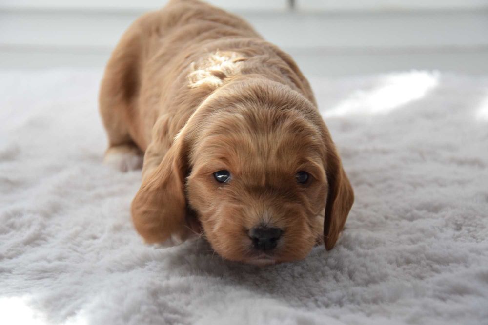 Cockapoo F1 Suczka