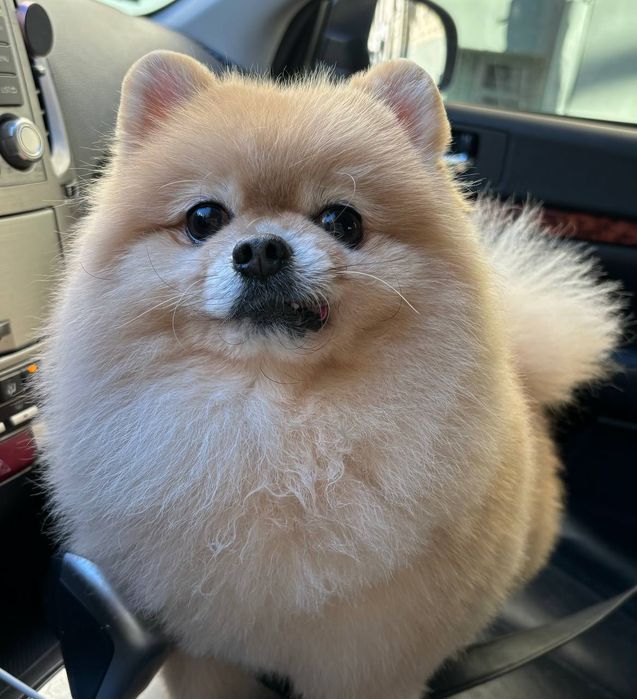 Вязка, порода Шпиц