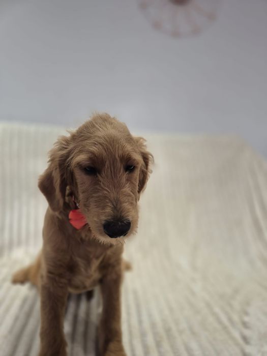 Goldendoodle f1 standard