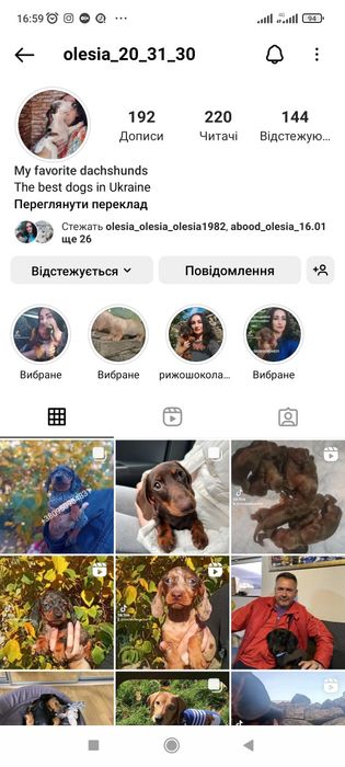 Цуценята англійського кокер спаніеля