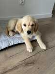 Oddam młodą sunię Golden Retriever w dobre ręce